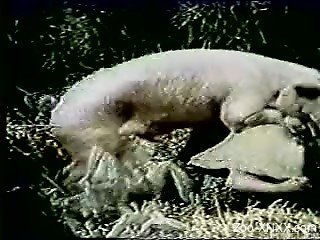 Big-dicked pig gets a blowjob from two slutty chicks
