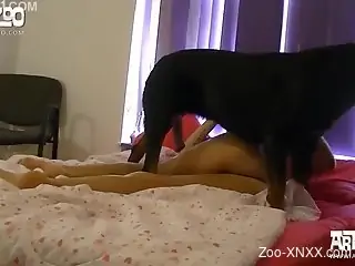Brown dog fucks this slut's holes, doggy style