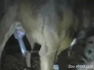 Brown dog destroying this slut's tight holes, creampie XXX