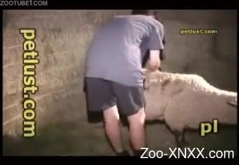 Ewe Hd Sex - Skinny-ass dude fucking that tight sheep pussy - Zoo-XNXX.com