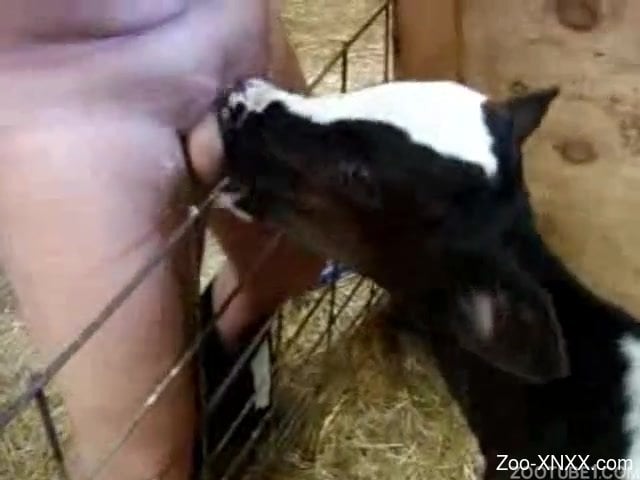 Xnxx Cow - Chubby dude's cock gets licked by a cow or something - Zoo-XNXX.com