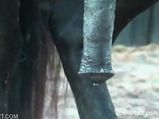 Massive horse cock banging this dude's asshole