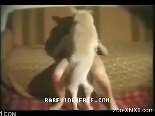 White dog fucking its owner on a couch, brutally