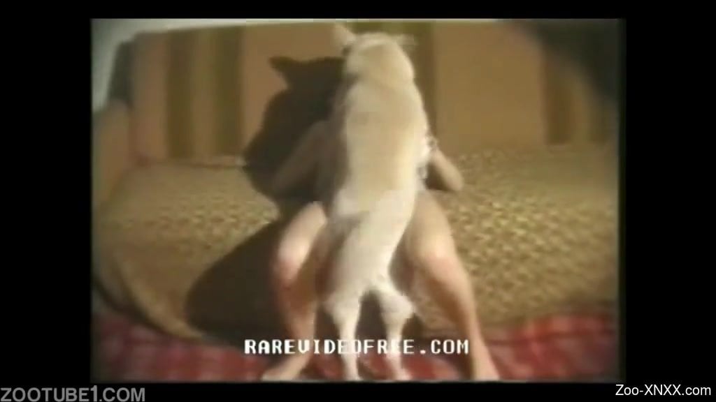 Www Dog Focking Hapsi Woman Real Video Dog Focks Xnxx - White dog fucking its owner on a couch, brutally