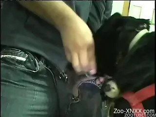 Black dog worshiping this attractive dude's cock