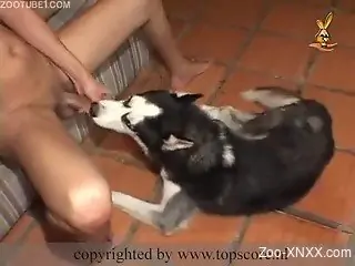 Beautiful exotic tranny fucked by a horny dog