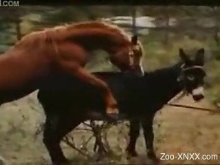 Two horses fucking, recorded in high quality