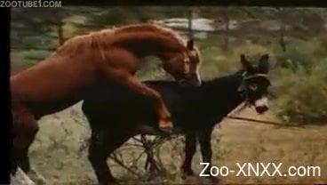 368px x 208px - Two horses fucking, recorded in high quality - Zoo-XNXX.com