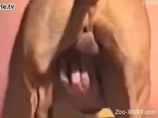 Hardcore fucking with a brown dog that loves sex