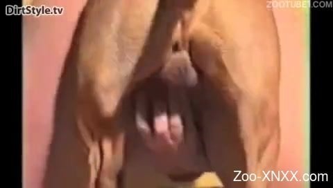 Hardcore fucking with a brown dog that loves sex - Zoo-XNXX.com