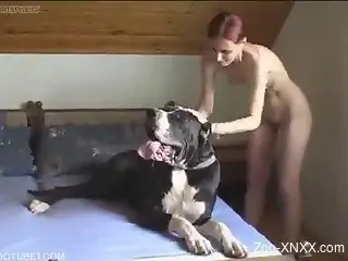 Redhead gets to suck this dog's meaty cock on a bed