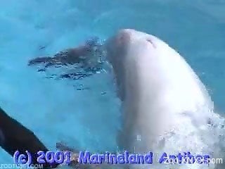 We get to see the majesty of a dolphin's cock