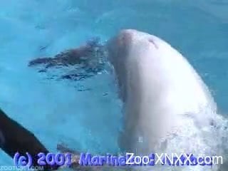 We get to see the majesty of a dolphin