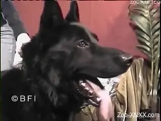 Pale as fuck brunette gets banged by a big dog cock