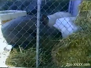 Caged fucking with a horny dog, incredible footage