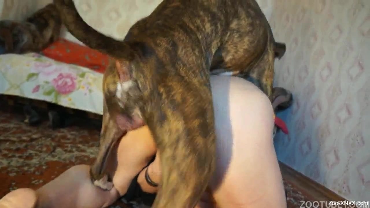 Big-dicked dog pounding a hairy pussy from behind - Zoo-XNXX.com