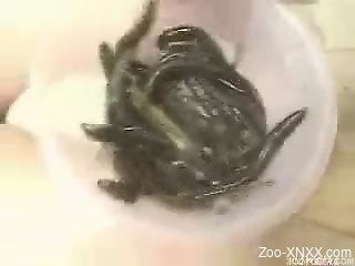 Japanese chick gets infested with some insects or something