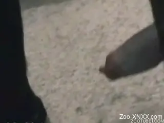 Black dog destroying a tanned brunette on camera
