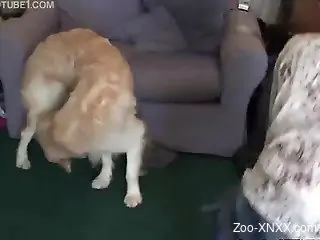 Brown dog destroying this slut's smooth pussy