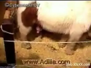 Hardcore BDSM-style orgy with animal-loving subs
