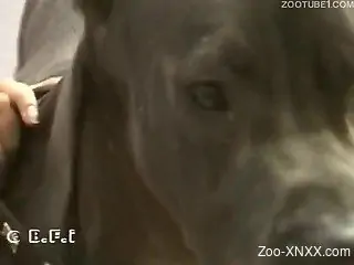 Brown-haired and braided chick sucking a dog's dick