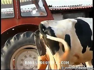 Skinny and pale brunette fucking around with a cow