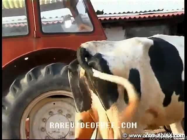 Xxnx Cow - Skinny and pale brunette fucking around with a cow