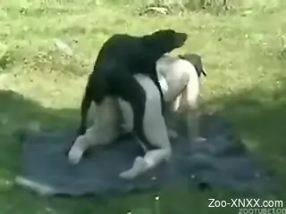 Black dog destroying this fat blonde's holes on cam