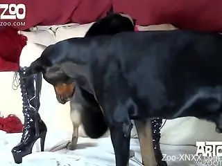 Angry black dog pounds a big-boobed slut from behind