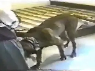 Dark-haired chick gets drilled hard by her dog