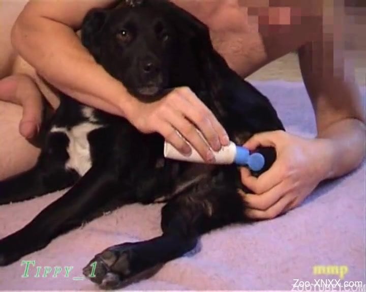 Dog And Man Xnxx - Man gives his lovely doggy a good rimjob