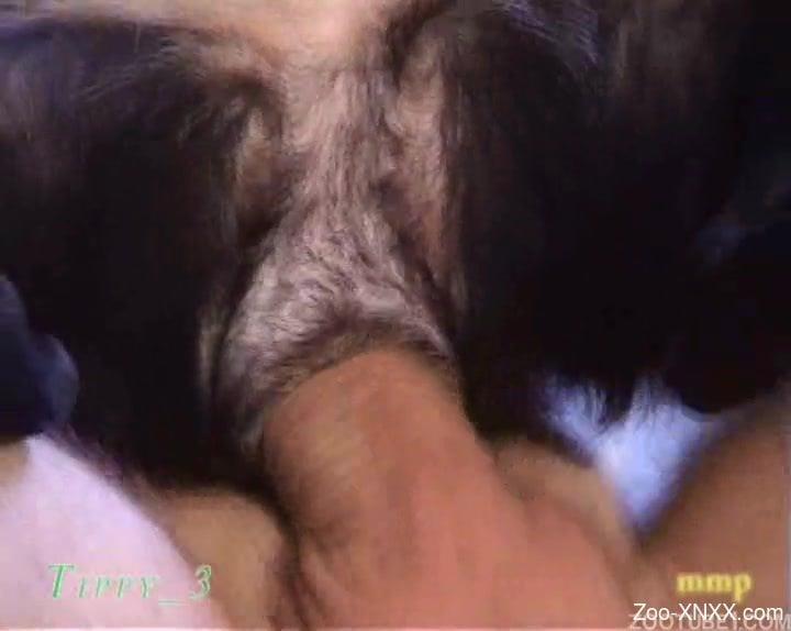 Sexy black dog nicely drilled in the asshole - Zoo-XNXX.com