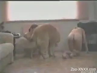 Dog drills her tight pussy with force