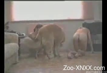 Tight Chut Animal Fuck Vdo - Dog drills her tight pussy with force - Zoo-XNXX.com