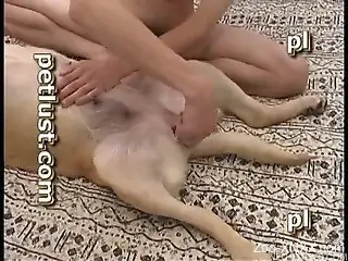 Small dog is trying anal sex with a man zoophile