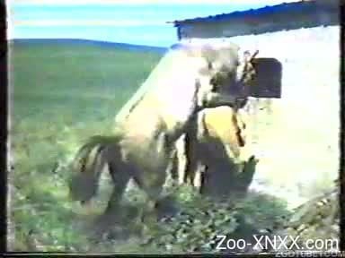 Anmol Sex - Old bestiality sex with nice dogs and horses - Zoo-XNXX.com