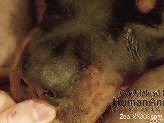 Cute sex-hungry doggy sucks a dick in the close-up angle