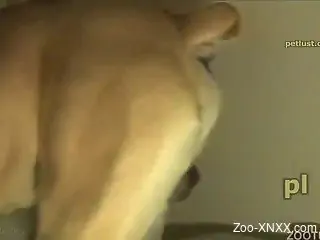 Stunning zoophile guy sucks his doggy after intensive sex