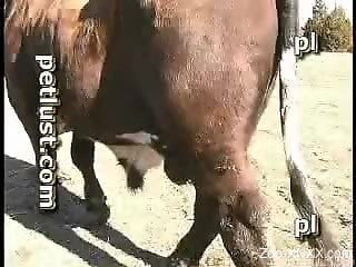 Real zoophile farmer pounds his lovely cow in the asshole