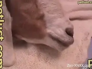 Sweet dog's asshole fucked by perverted owner zoophile