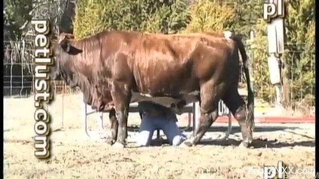 Giant muscled cow and perverted farmer have nice animality XXX ...