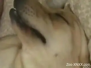 Amateur zoophile pounds his lovely doggy in the bedroom