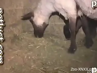 Awesome farmer anally fucked his small white sheep