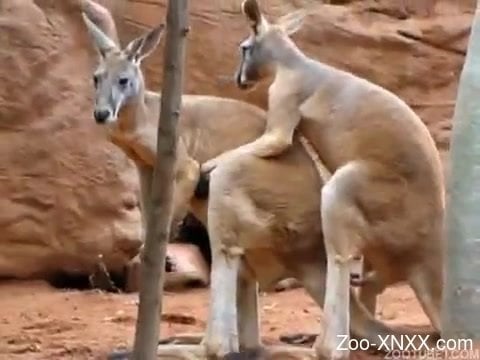 Www Cangaroo Xxx Video - Two pretty kangaroos make love in natural environment - Zoo-XNXX.com