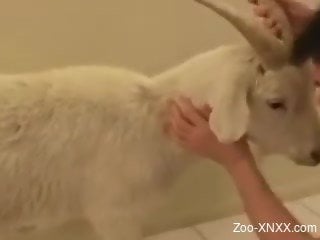 Alone buddy brought at home horned goat for some anal fun
