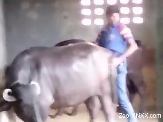 Horny farmer penetrates big cow from behind among other animals