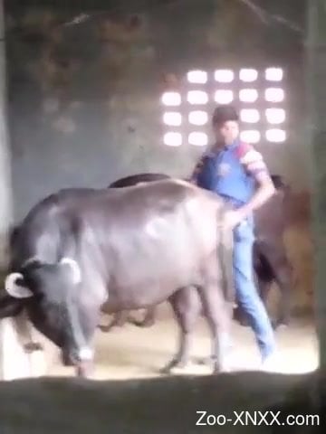 360px x 480px - Horny farmer penetrates big cow from behind among other animals ...