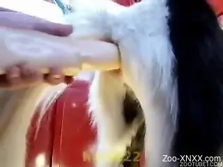 Curious zoophile gently analyzes dogâ€™s hole with long d...