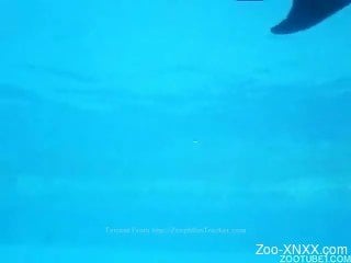 Group of dolphins makes love in blue waters of warm sea