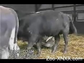 320px x 240px - Big bull stays in corral while curious man wanks his dick behind